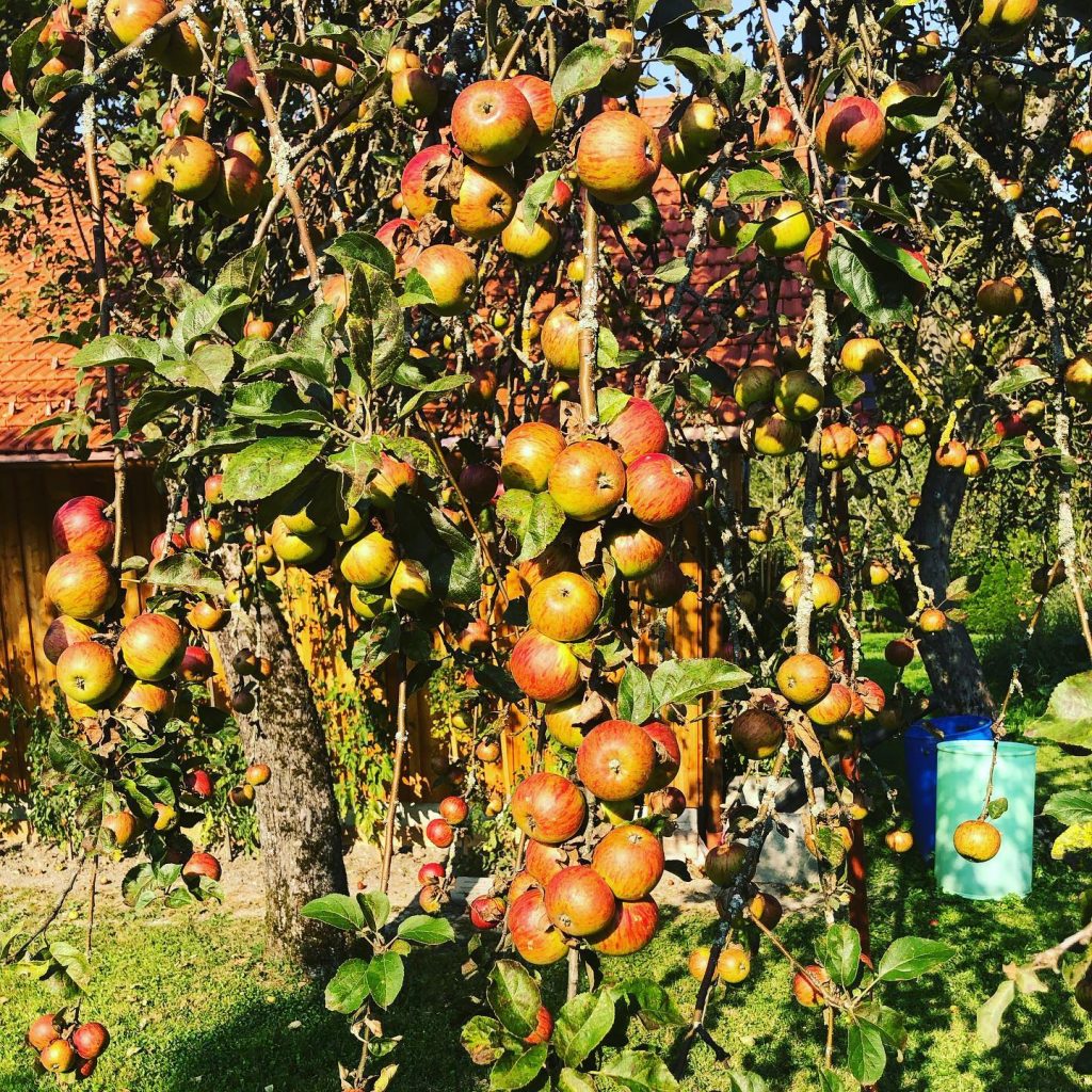 Schauer das Beste aus Obst