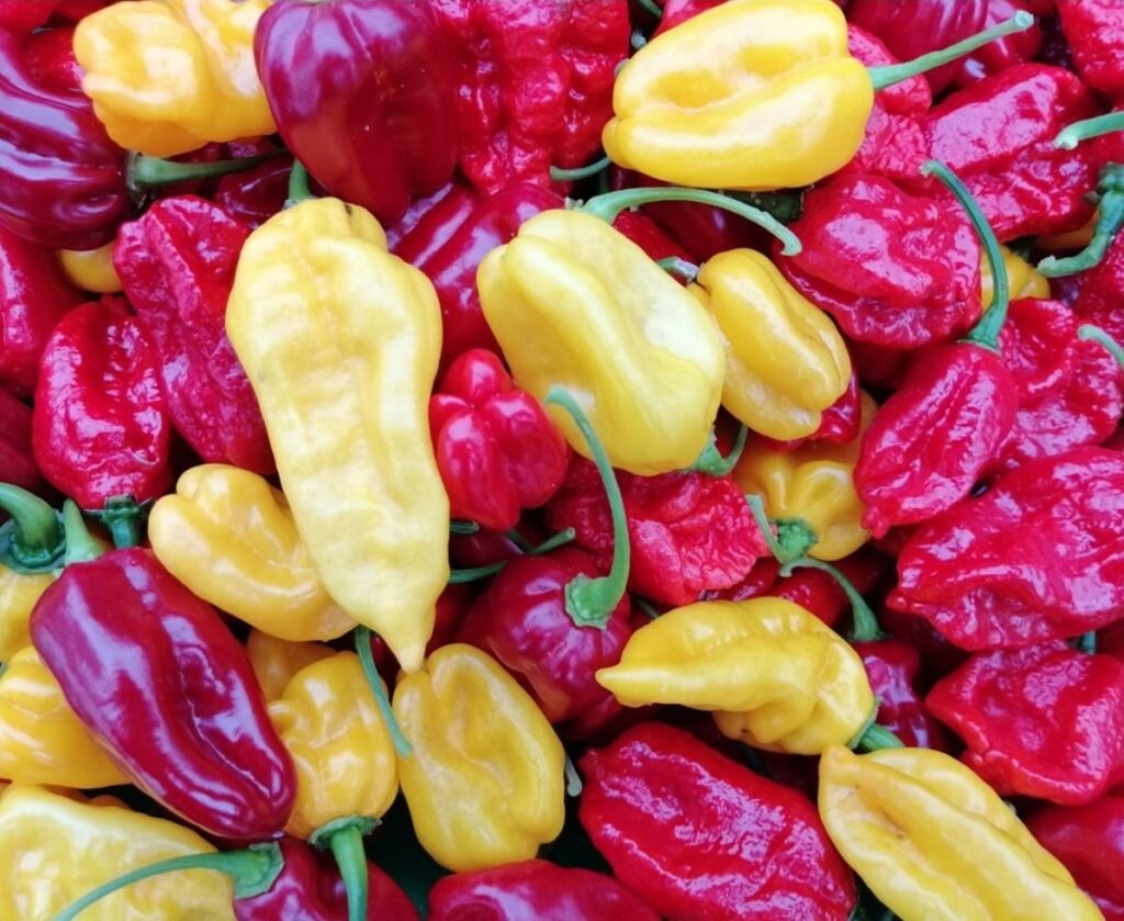 Sunrise Chili